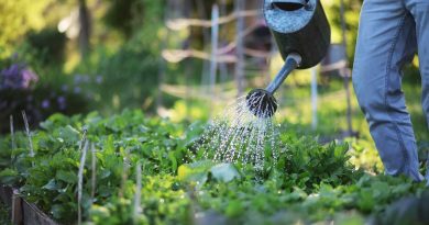 A quelle fréquence arroser son jardin