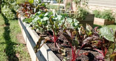 Comment créer un potager