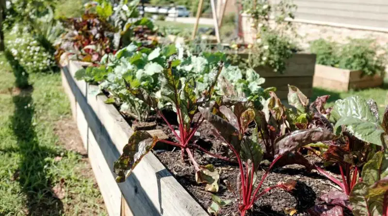 Comment créer un potager