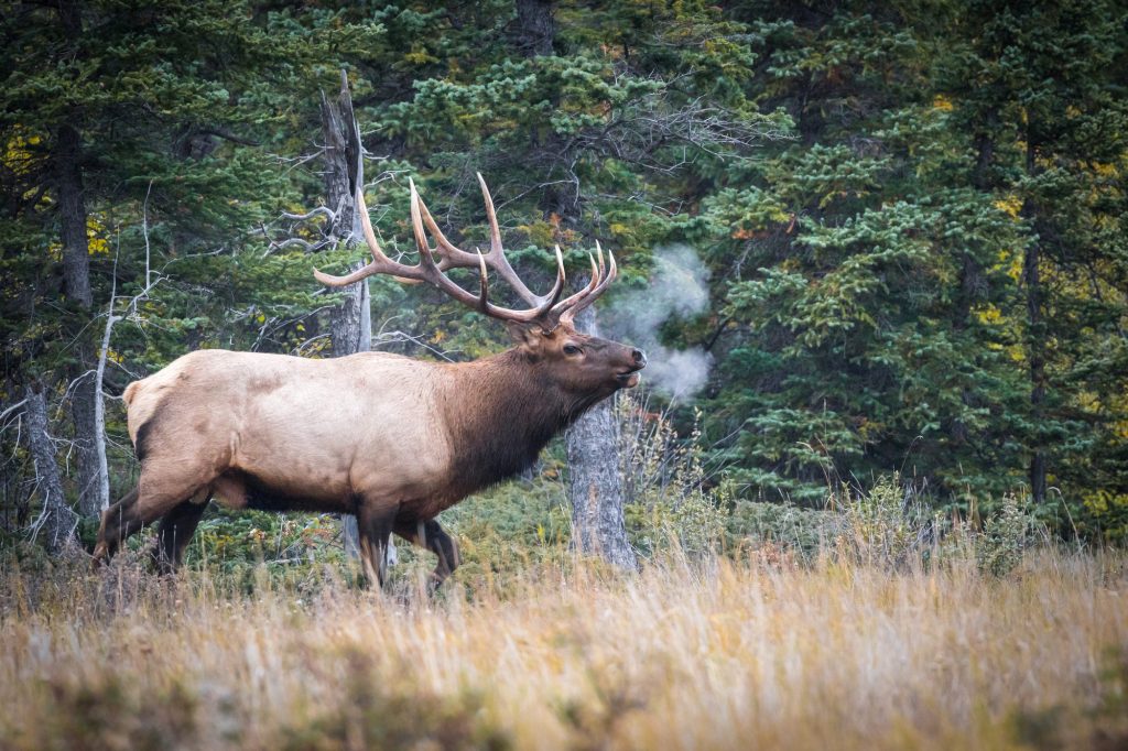caméra de chasse GSM avec alerte sms