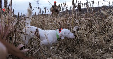 collier gps chien de chasse