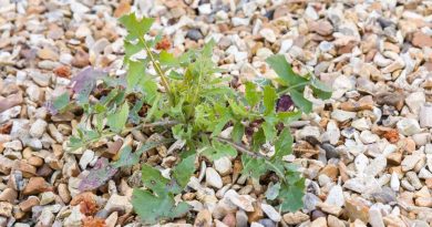 désherber une allée de gravier