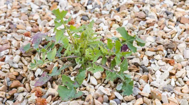 désherber une allée de gravier