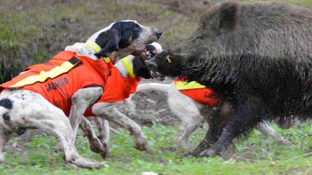 gilet canihunt dog armor v2 avis