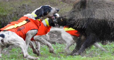 gilet canihunt dog armor v2 avis