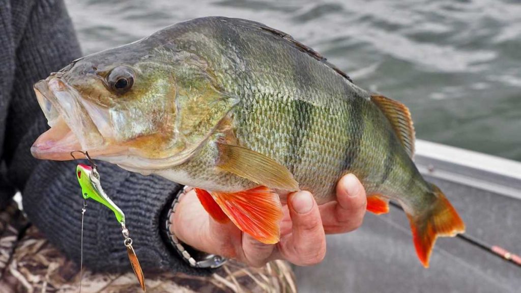 pecher perche tail spin ou spin jig