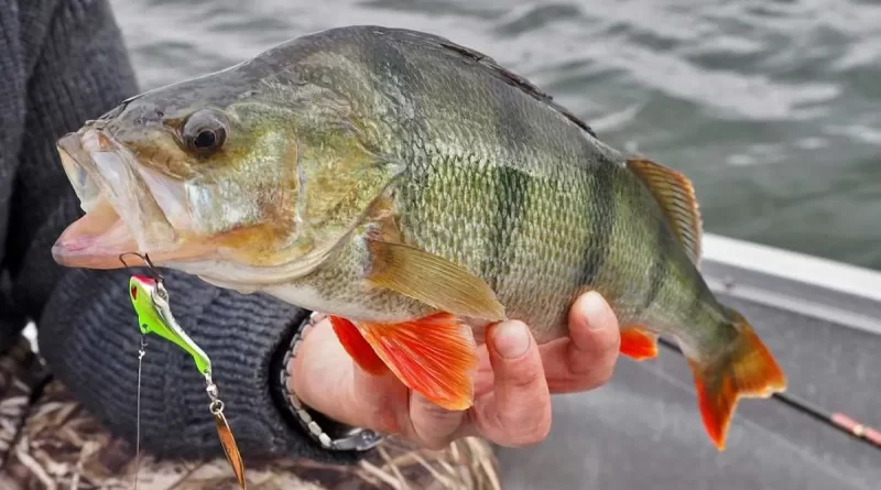 pecher perche tail spin ou spin jig