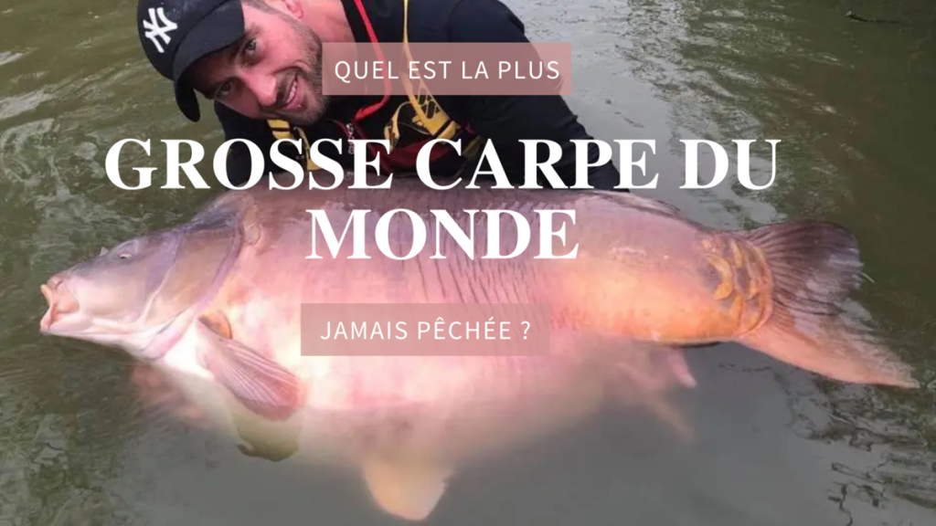 plus grosse carpe du monde