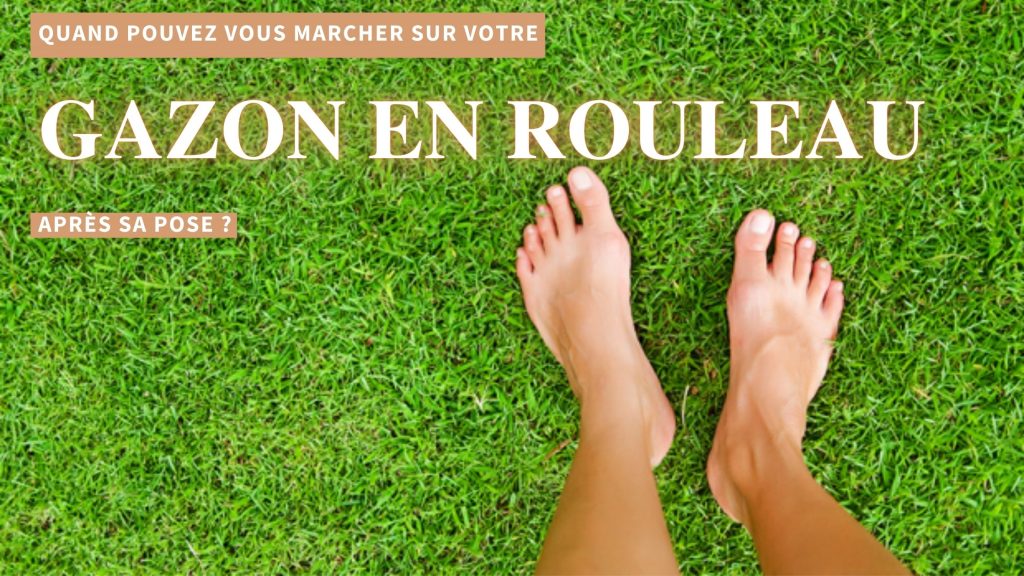 quand marcher sur gazon en rouleau