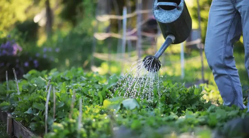 A quelle fréquence arroser son jardin