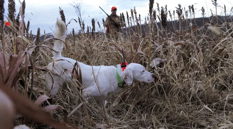 collier gps chien de chasse