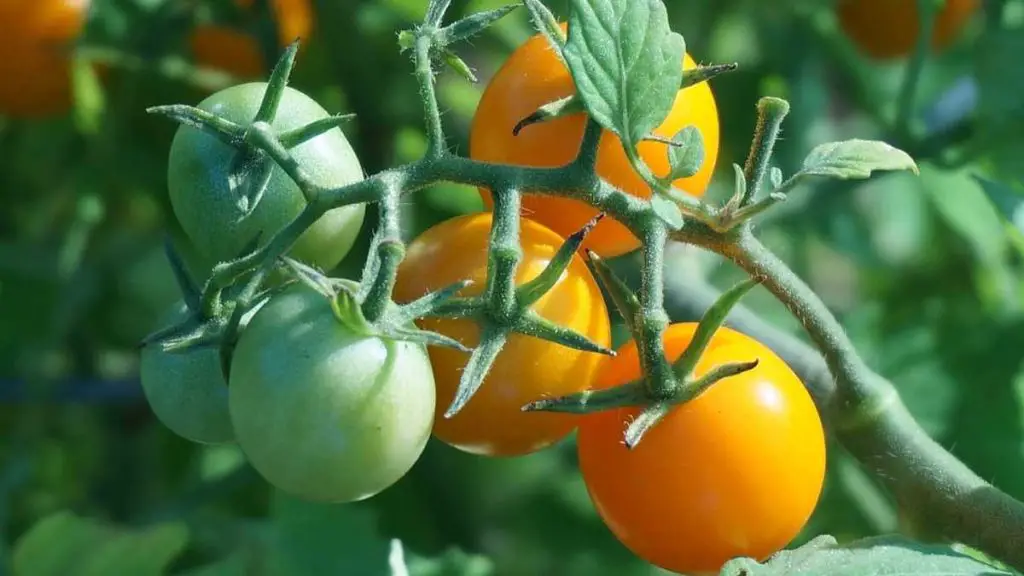 Comment faire pousser des tomates d'orenbourg