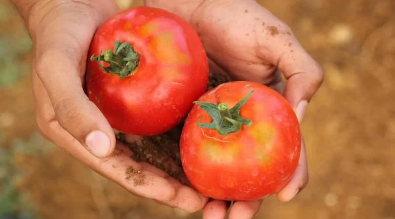agriculteur qui fait pousser des tomates géantes