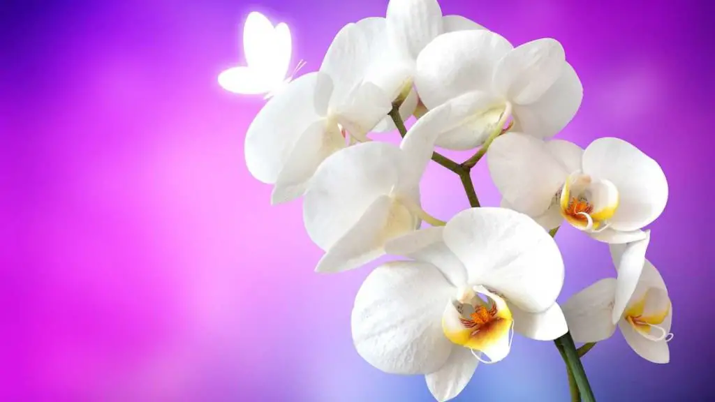 comment sauver une orchidée trop arrosée