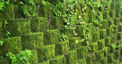 faire pousser de la mousse sur un mur en béton