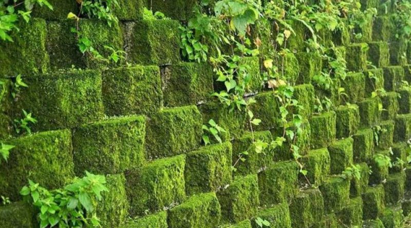 faire pousser de la mousse sur un mur en béton