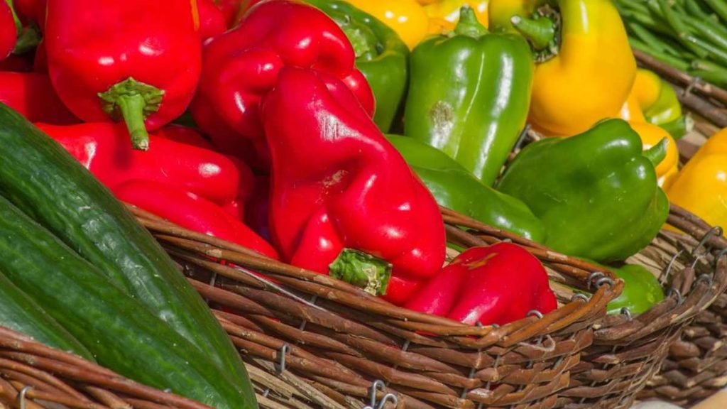 quand récolter les poivrons rouge jaune vert