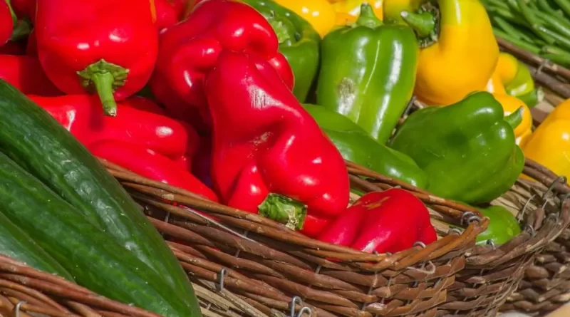 quand récolter les poivrons rouge jaune vert