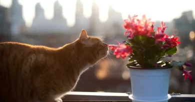 comment eloigner les chats des pots de fleurs