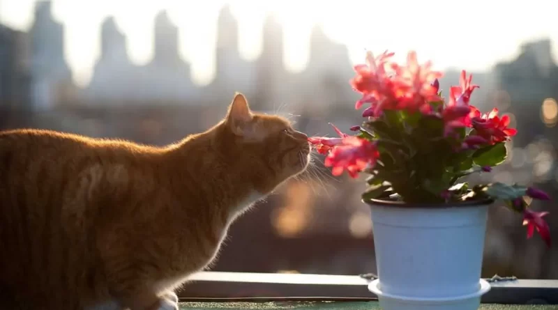 comment eloigner les chats des pots de fleurs