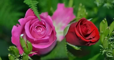 pourquoi les roses ont des épines