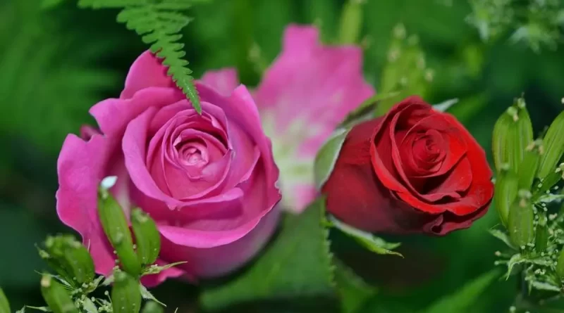 pourquoi les roses ont des épines