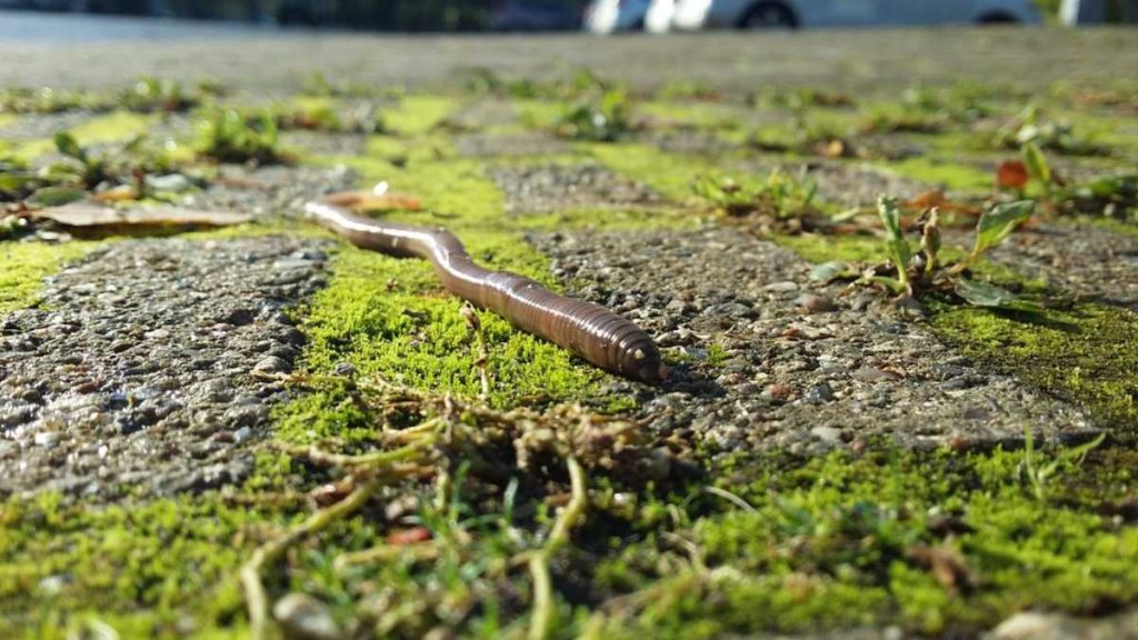 vers de terre dans mon jardin