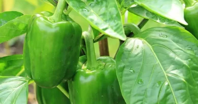 poivron vert en attente d'arrosage