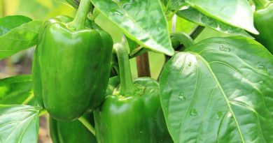 poivron vert en attente d'arrosage