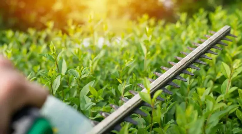 comment tailler une haie sans se fatiguer