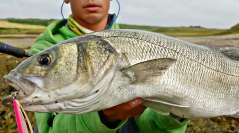 quelle couleur leurre bar