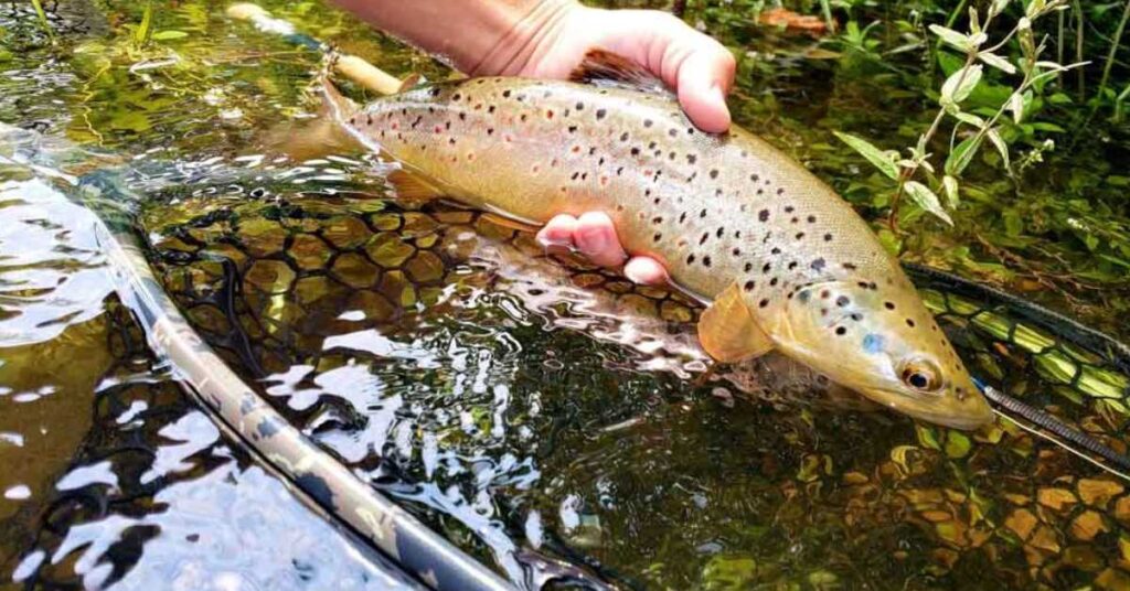 peche truite avril