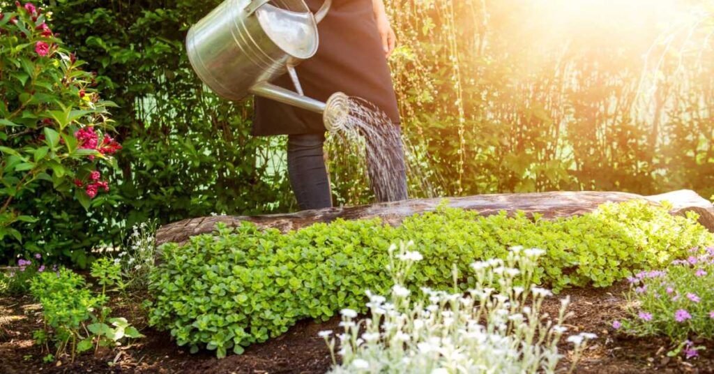 probleme jardinage et solution debutant