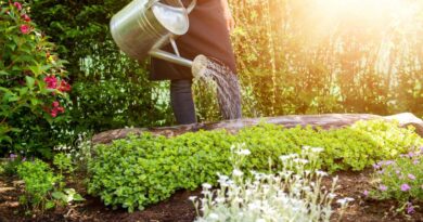 probleme jardinage et solution debutant