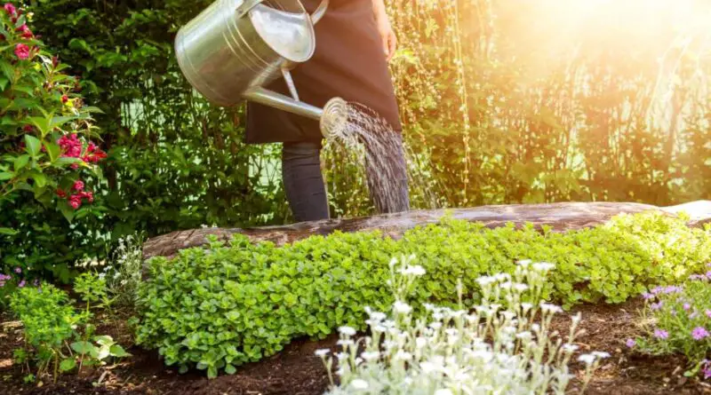 probleme jardinage et solution debutant