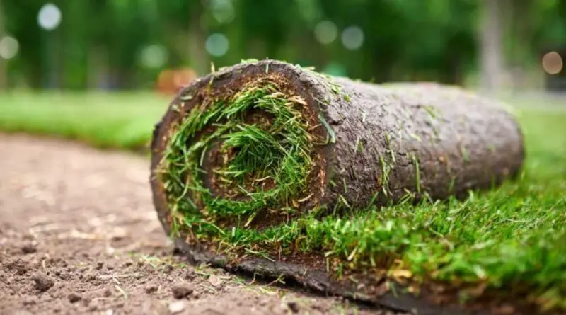 comment poser du gazon synthétique en rouleau