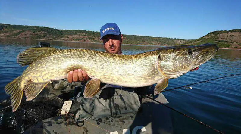 brochet au big bait