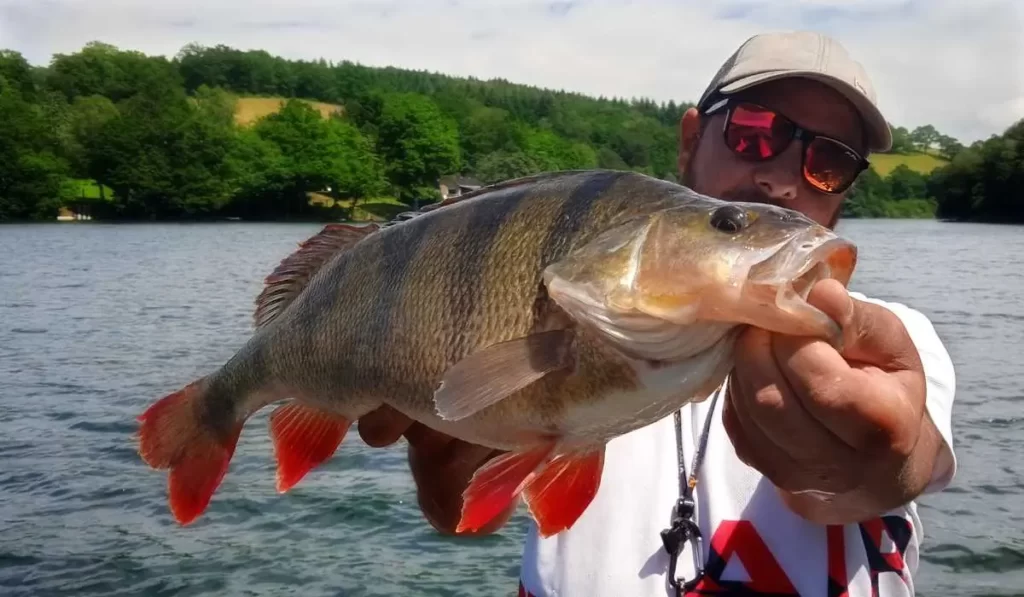 Pêche de la Perche en automne