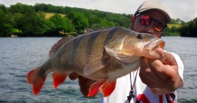 Pêche de la Perche en automne