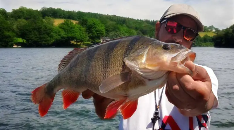 Pêche de la Perche en automne