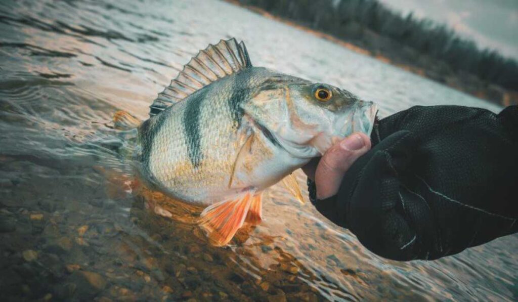 comment pecher en hiver