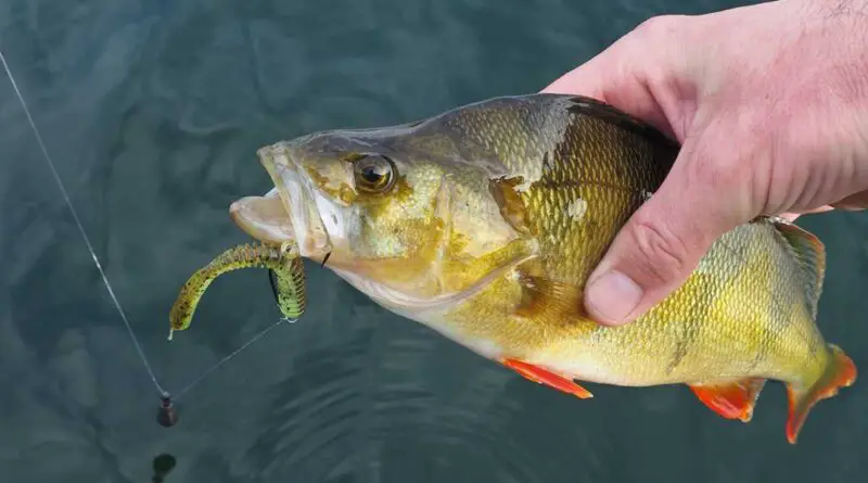 perche avec montage free rig