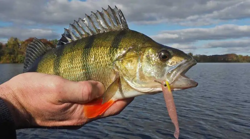 perche au kickback rig