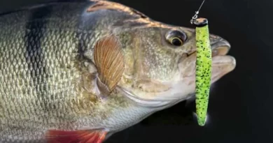 montage ned rig perche