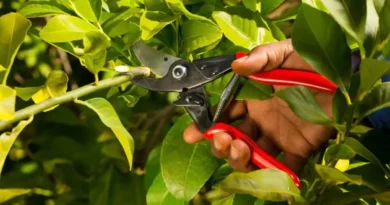choisir secateur