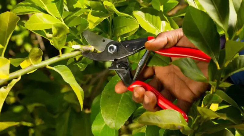 choisir secateur