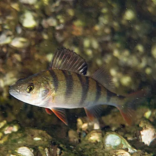 débuter la pêche de la perche