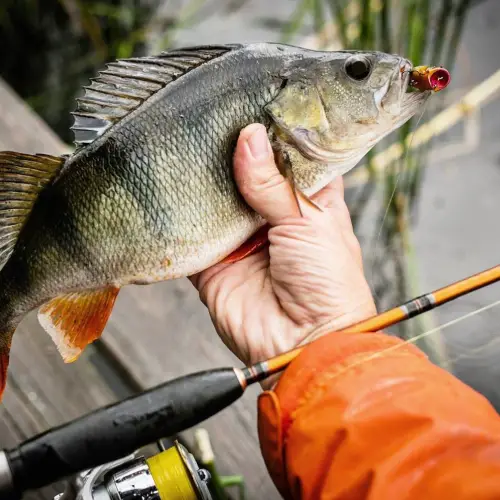 materiel peche perche