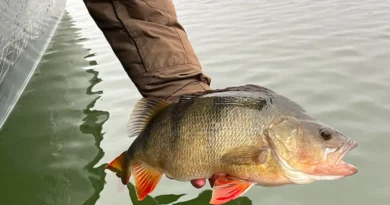les meileures techniques pour pêcher la perche