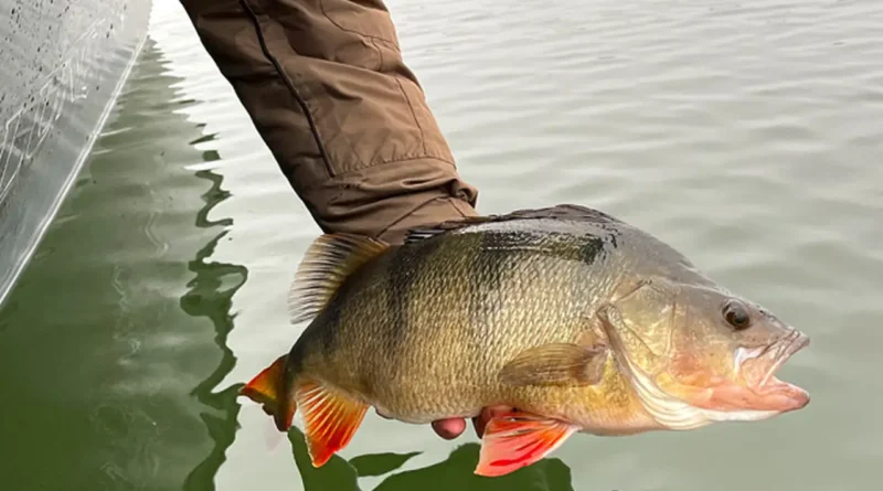 les meileures techniques pour pêcher la perche